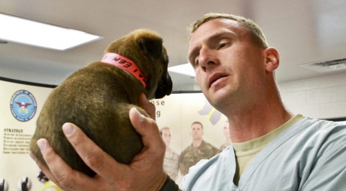 Come curare la tracheite nel cane