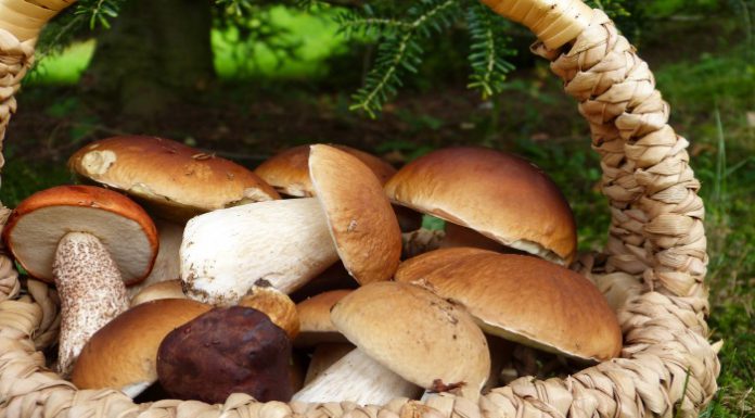 i funghi