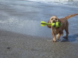 vacanza con cane