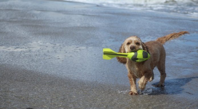 vacanza con cane