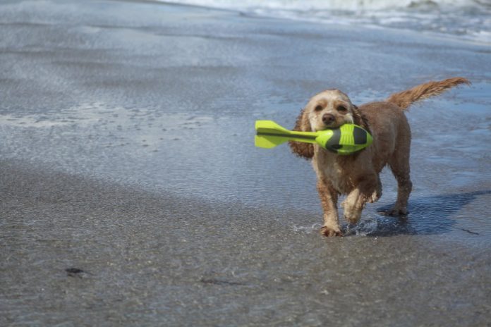 vacanza con cane