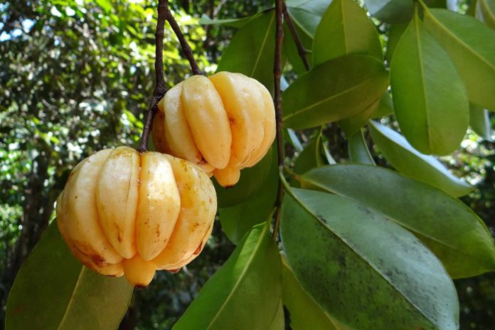 Garcinia Optima