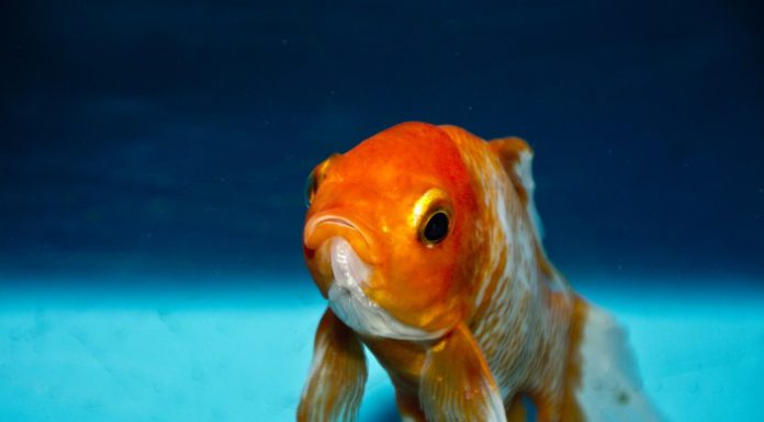Pesce Rosso