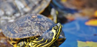 Tartaruga Trachemys Scripta