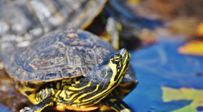 Tartaruga Trachemys Scripta