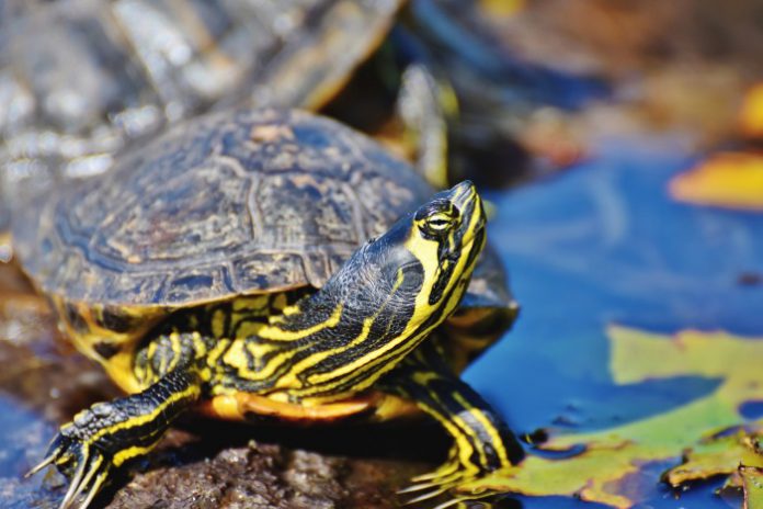 Tartaruga Trachemys Scripta