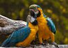 pappagalli esotici