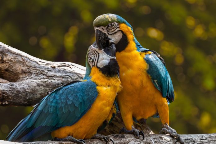 pappagalli esotici