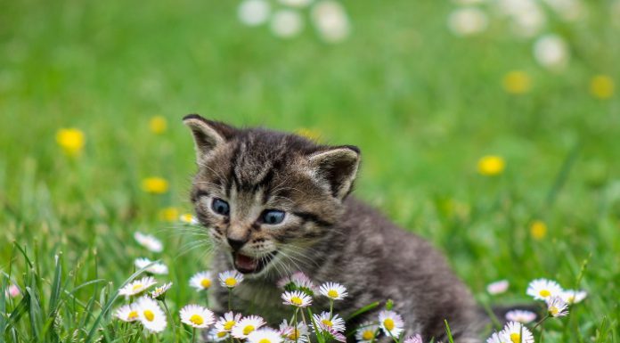 gatto