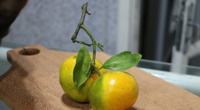 bergamotto