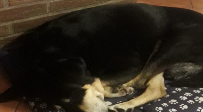 cane che dorme